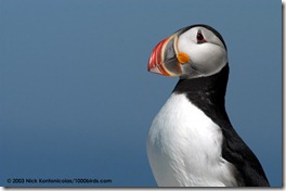 Atlantic-Puffin_C4445